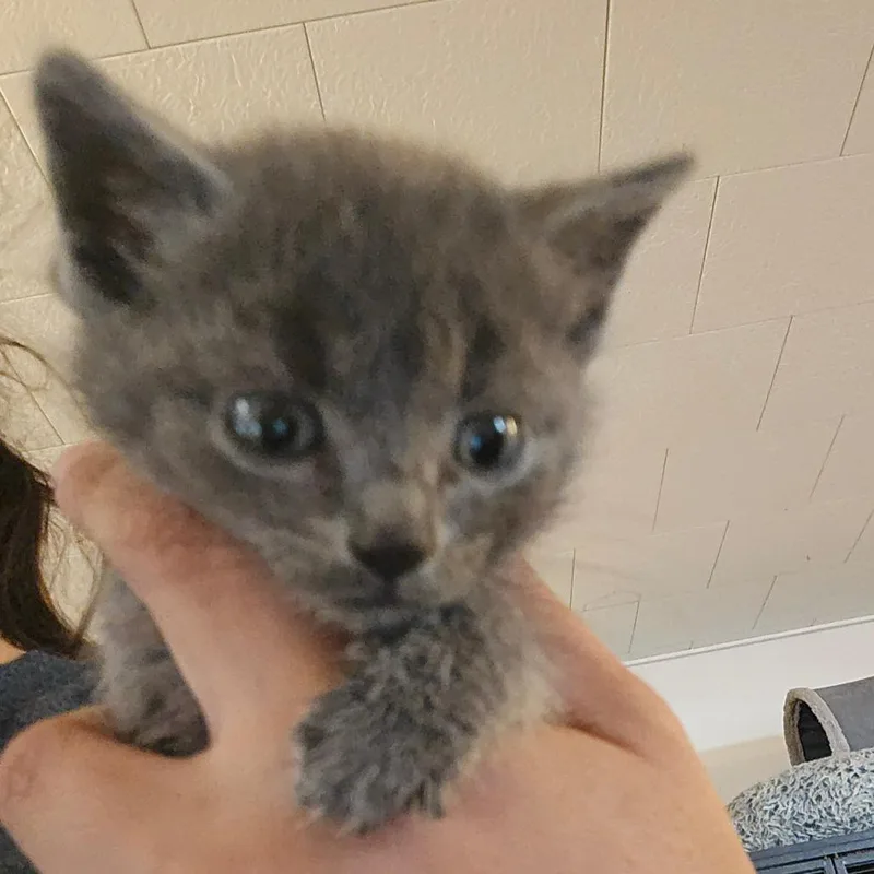 A baby small-sized male Gray / Blue / Silver Domestic Short Hair cat named River for adoption in Hanna City, IL