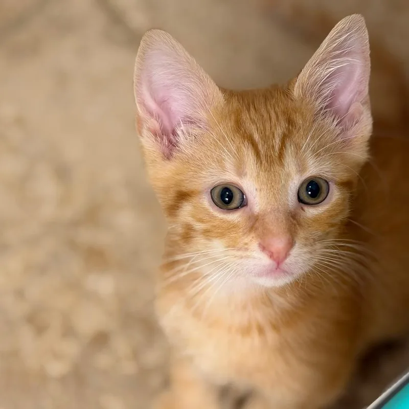 A baby small-sized male Orange / Red Domestic Short Hair cat named Vesper for adoption in Chattanooga, TN