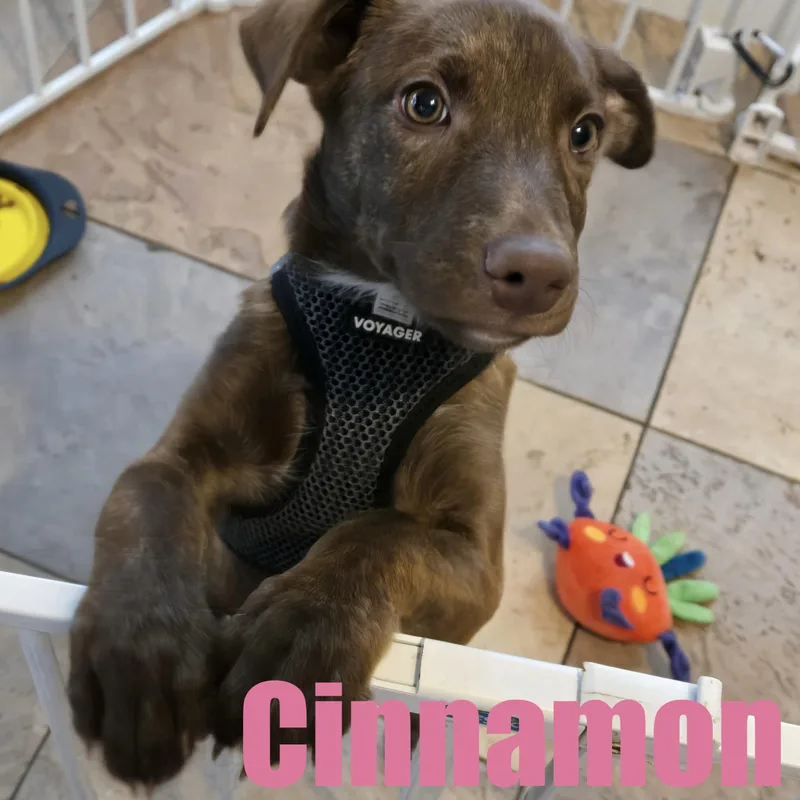 Cinnamon thumbnail 3
