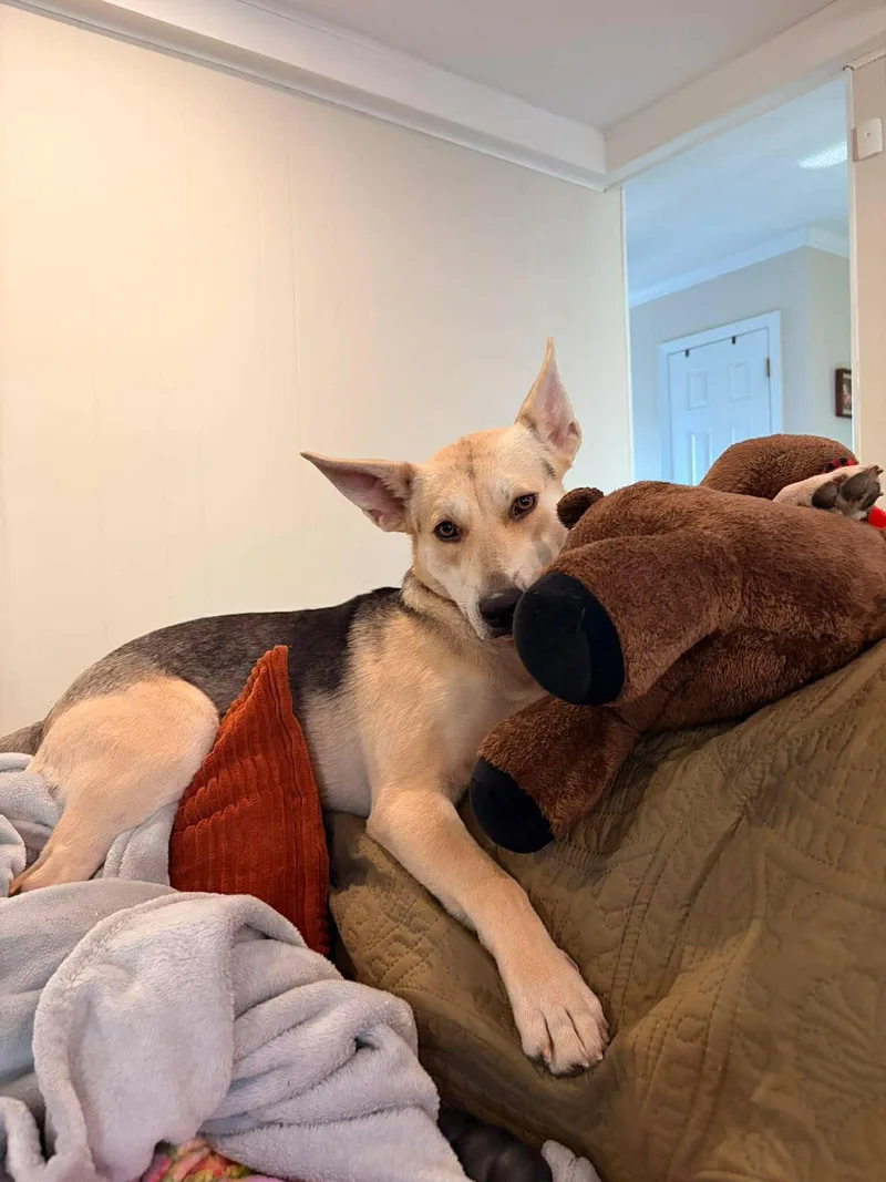 A young medium-sized female Yellow / Tan / Blond / Fawn Shepherd dog named Raya for adoption in Gulfport, MS