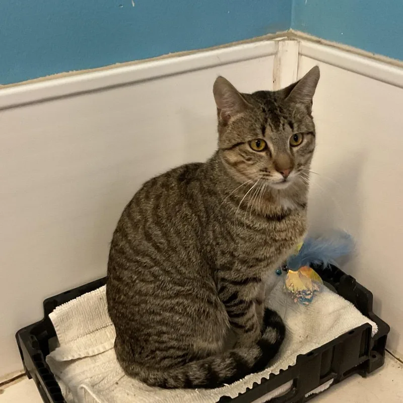 A young large-sized male Domestic Short Hair cat named Leopold for adoption in Monroe, LA
