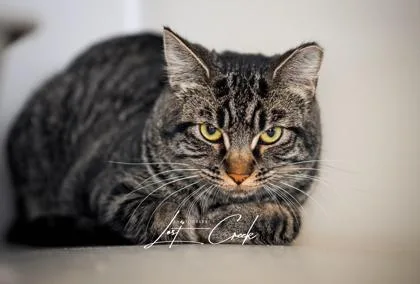 An adult medium-sized female Domestic Short Hair cat named Posie for adoption in Kalispell, MT