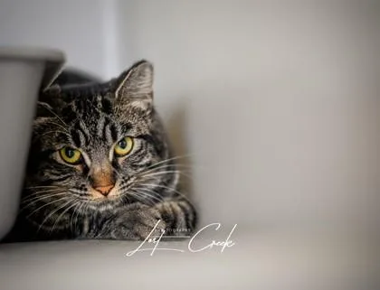 Posie thumbnail 3