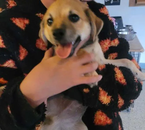 A baby small-sized male Chihuahua dog named Gil for adoption in Lowell, IN