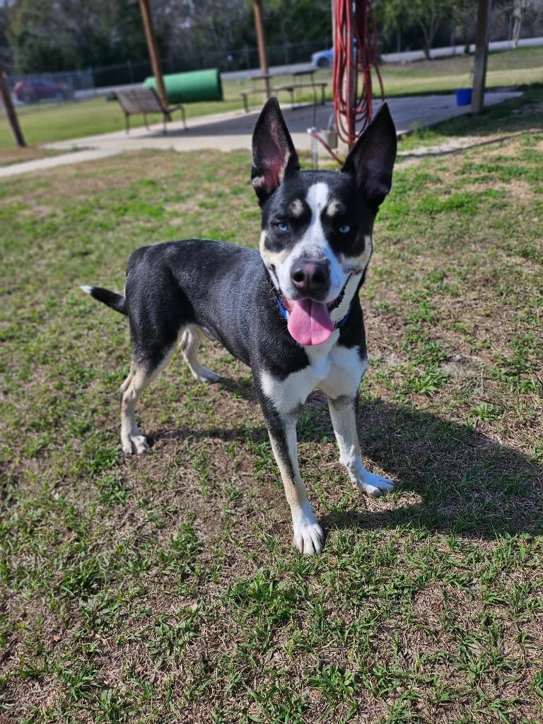 A young large-sized male Mixed Breed dog named Apollo for adoption in Ocala, FL