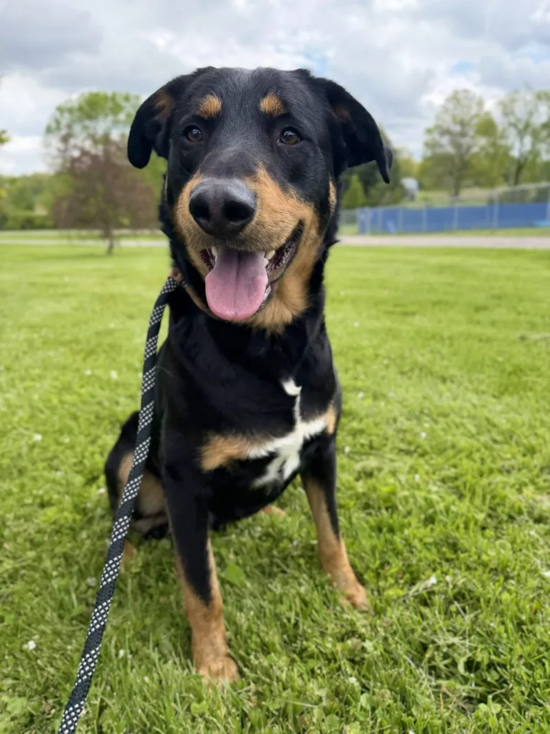 A young large-sized male Rottweiler dog named Blaze for adoption in Ashland, OH