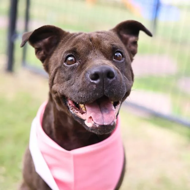 An adult medium-sized female American Staffordshire Terrier dog named Lily for adoption in San Antonio, TX
