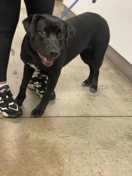 A young large-sized female Labrador Retriever dog named Kelly for adoption in Van Nuys, CA