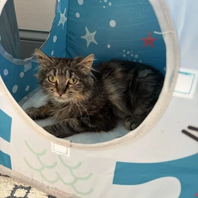 A baby small-sized female Brown / Chocolate Domestic Long Hair cat named Crumpet for adoption in Brooklyn, NY