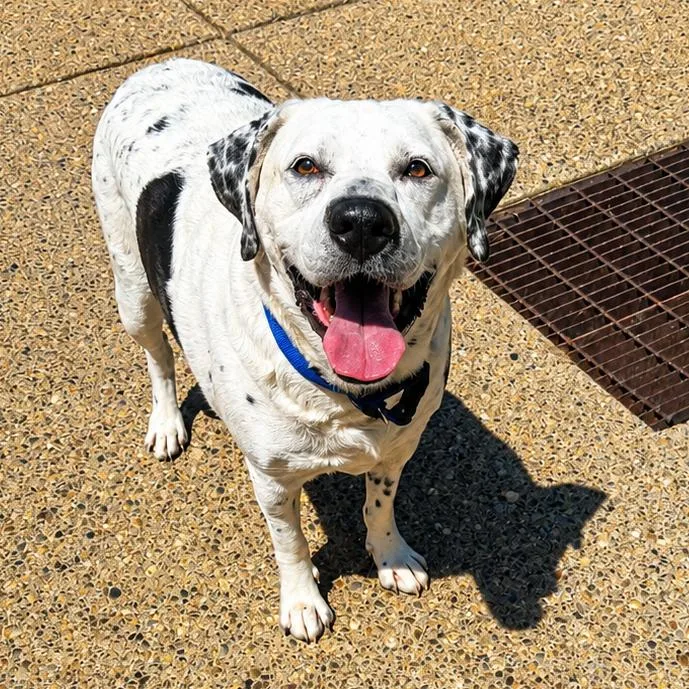 Archie
