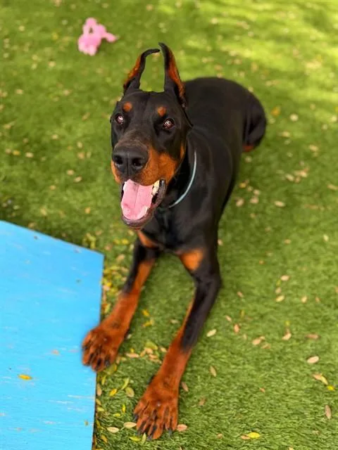 A young medium-sized male Doberman Pinscher dog named Kahn for adoption in Agoura, CA
