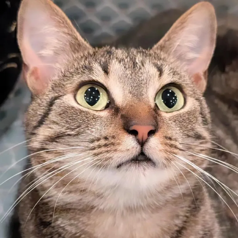 An adult medium-sized female Domestic Short Hair cat named Holly for adoption in Chantilly, VA