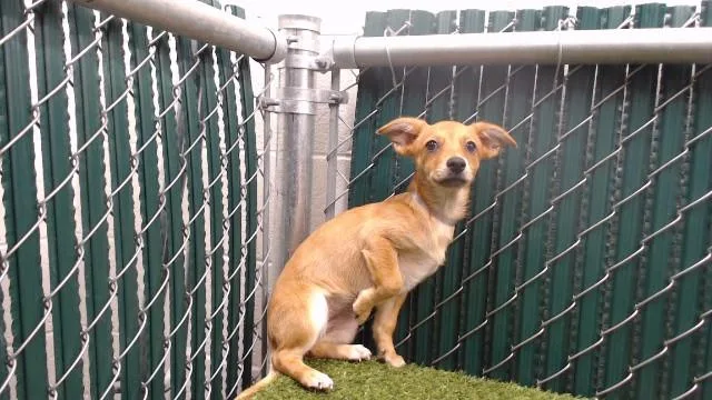A baby small-sized female Chihuahua dog named Elsy for adoption in Downey, CA