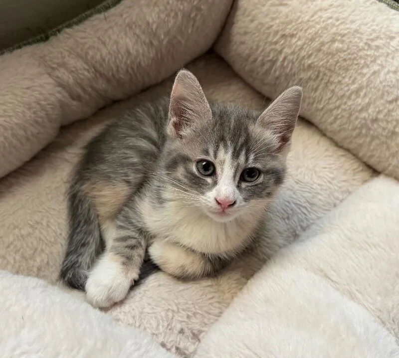 A baby medium-sized female Gray & White Tabby cat named Brie Cheese Litter for adoption in Anthem, AZ