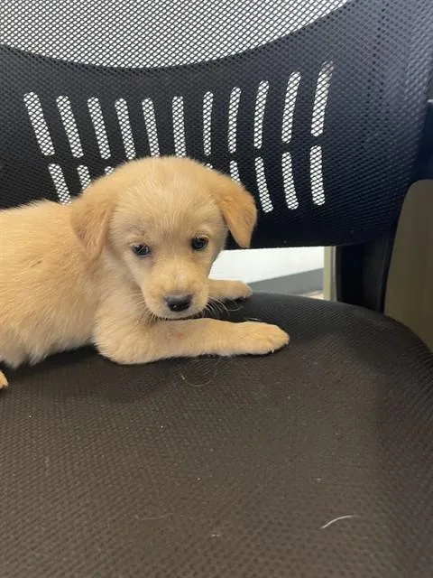 A baby large-sized female Great Pyrenees dog named Sadie A for adoption in Plano, TX