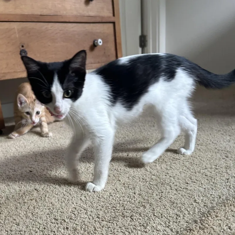 A baby medium-sized female Black & White / Tuxedo Domestic Short Hair cat named Carol for adoption in Springdale, AR