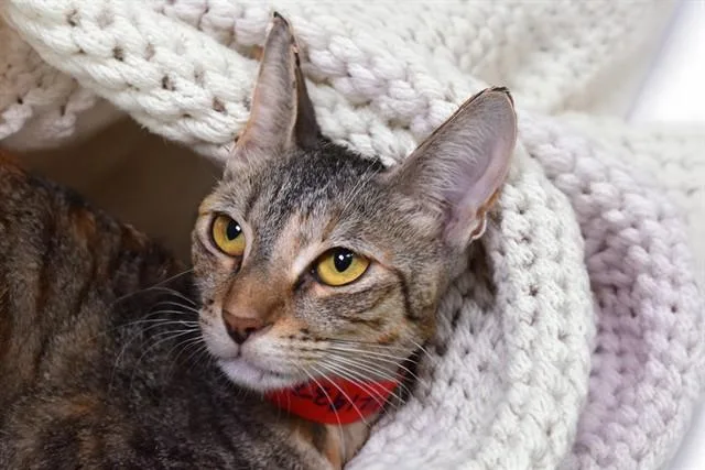 A young medium-sized female Domestic Short Hair cat named Lily for adoption in Fort Lauderdale, FL