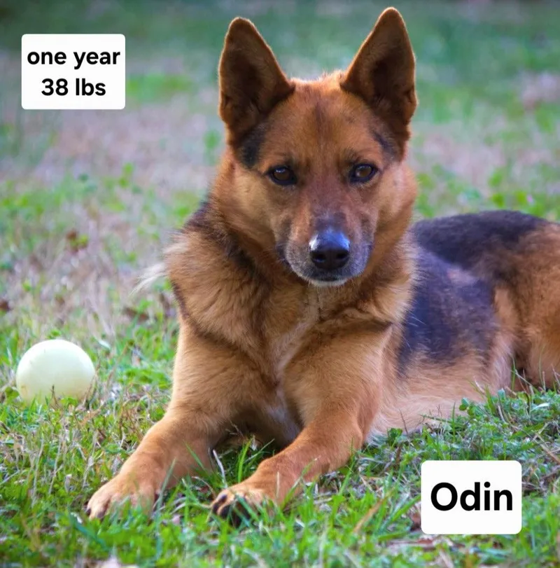 An adult medium-sized male German Shepherd Dog dog named Odin Dixon for adoption in Rockaway, NJ