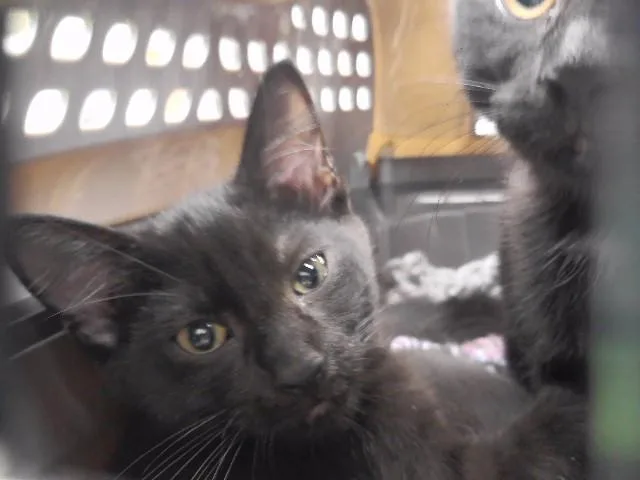 A baby small-sized female Domestic Short Hair cat named Dolly Purrton for adoption in Omaha, NE