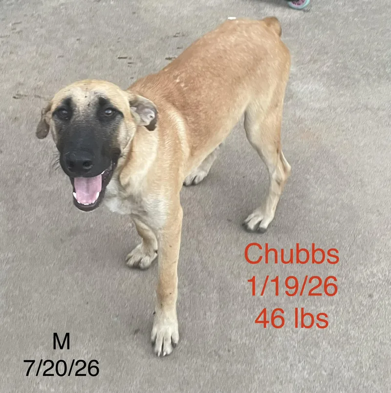 A young large-sized male Anatolian Shepherd dog named Chubbs for adoption in Welling, OK
