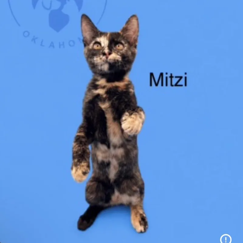 A baby small-sized female Tortoiseshell American Shorthair cat named Mitzi for adoption in Collinsville , OK