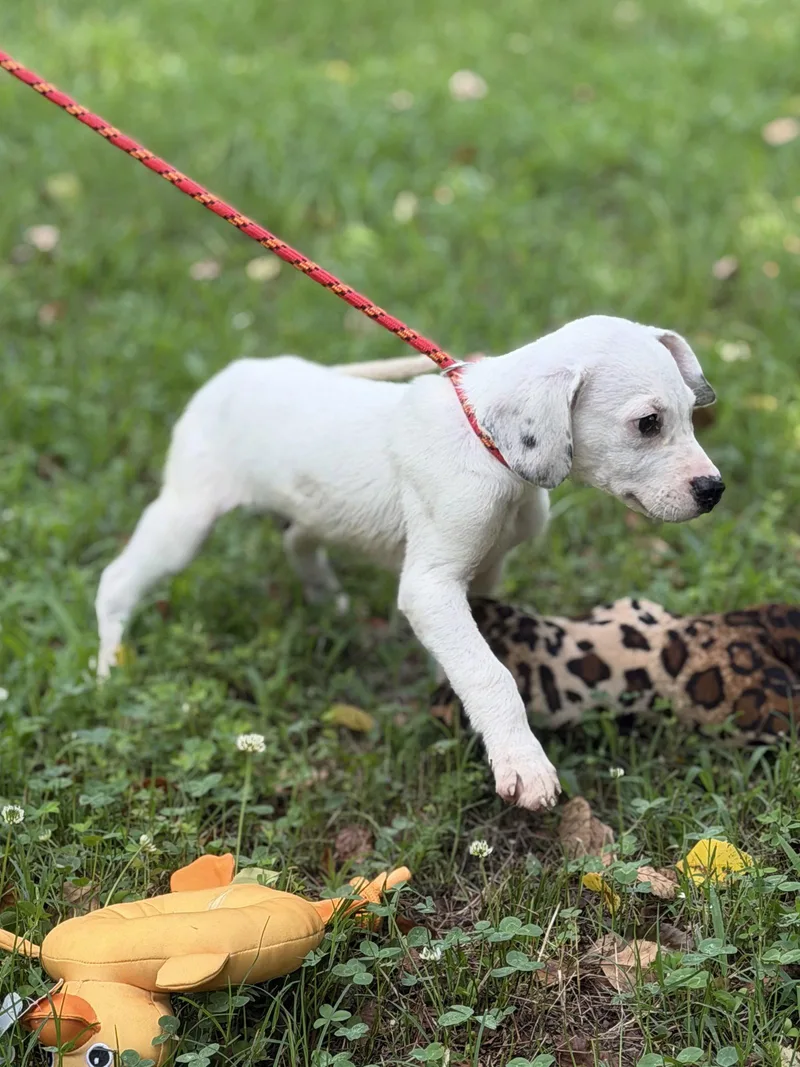 A baby medium-sized male Wire Fox Terrier dog named Scruffy for adoption in Locust Fork, AL