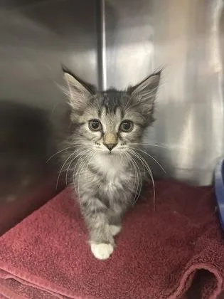 A baby small-sized female Domestic Medium Hair cat named Banjo for adoption in Houston, TX