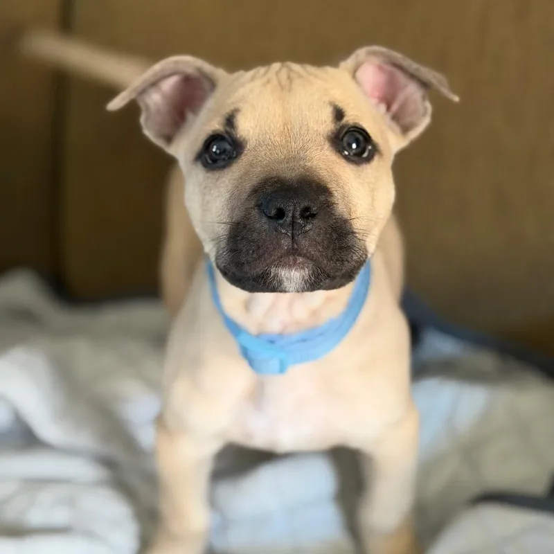 A baby medium-sized male Yellow / Tan / Blond / Fawn Black Mouth Cur dog named Bert for adoption in New Orleans, LA