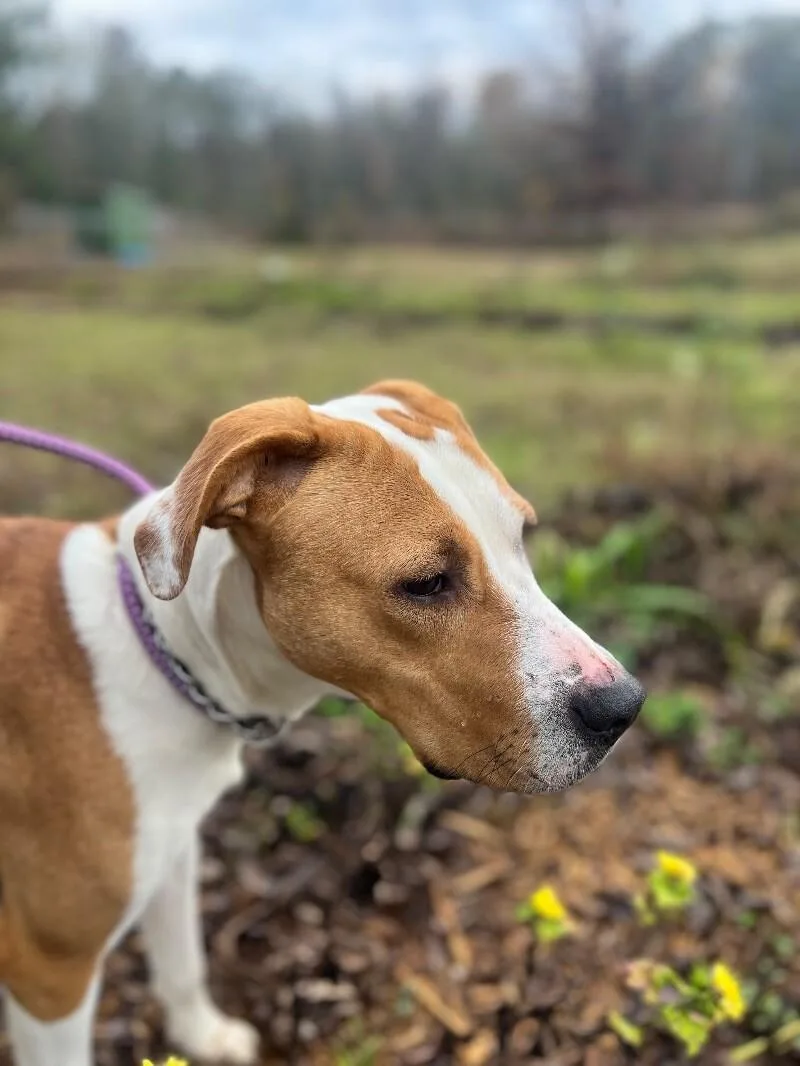 Butterscotch thumbnail 2