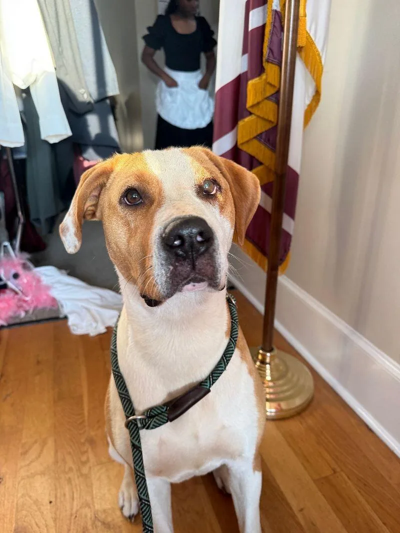 Butterscotch thumbnail 3