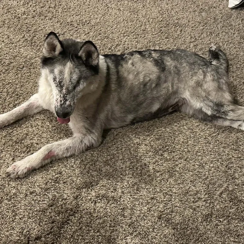 An adult small-sized female Gray / Blue / Silver Husky dog named Andy for adoption in Northbrook, IL