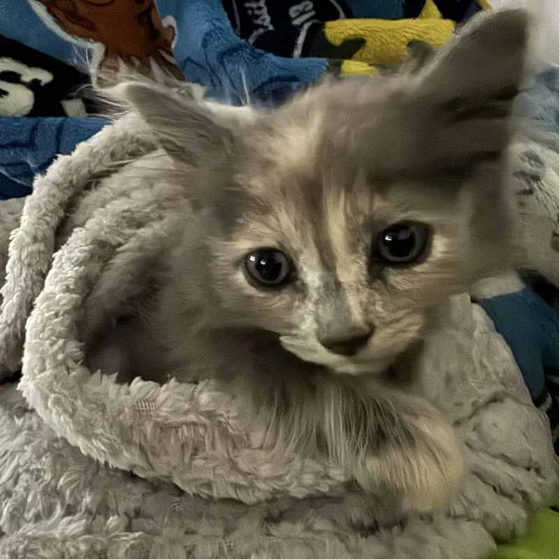 A baby medium-sized female Dilute Calico cat named Furggy for adoption in Miami, FL
