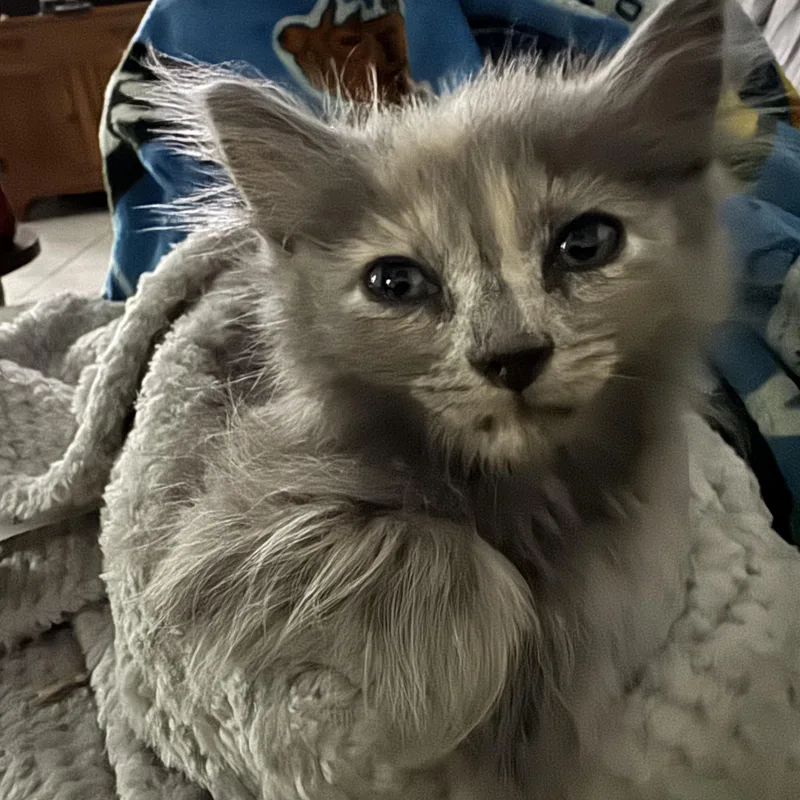Furggy thumbnail 2