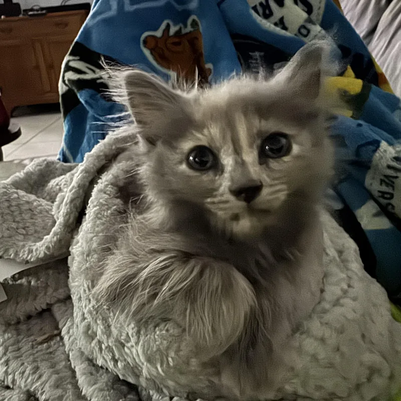 Furggy thumbnail 3