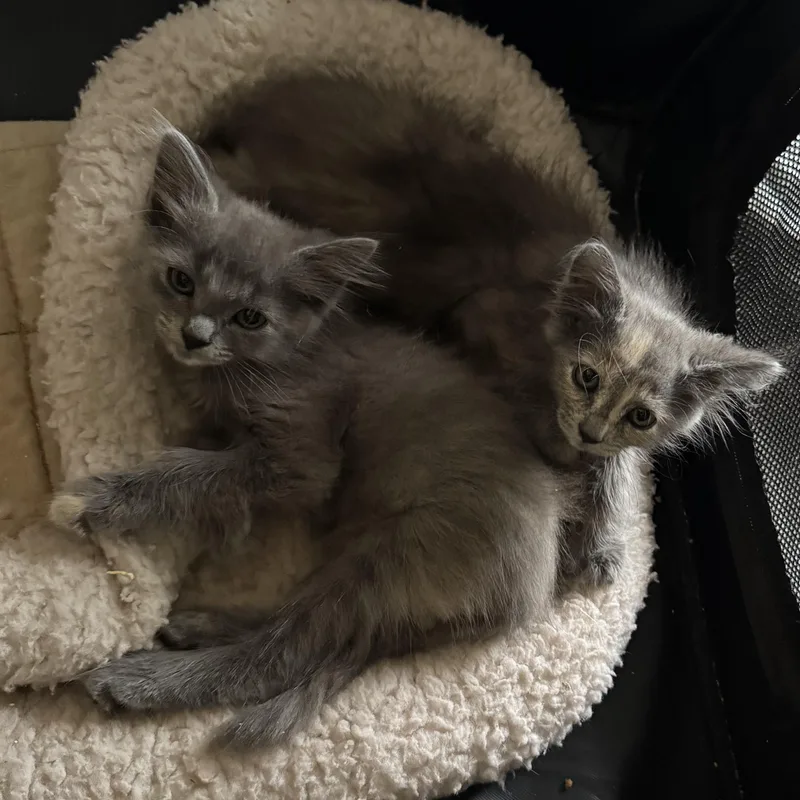 Furggy thumbnail 4