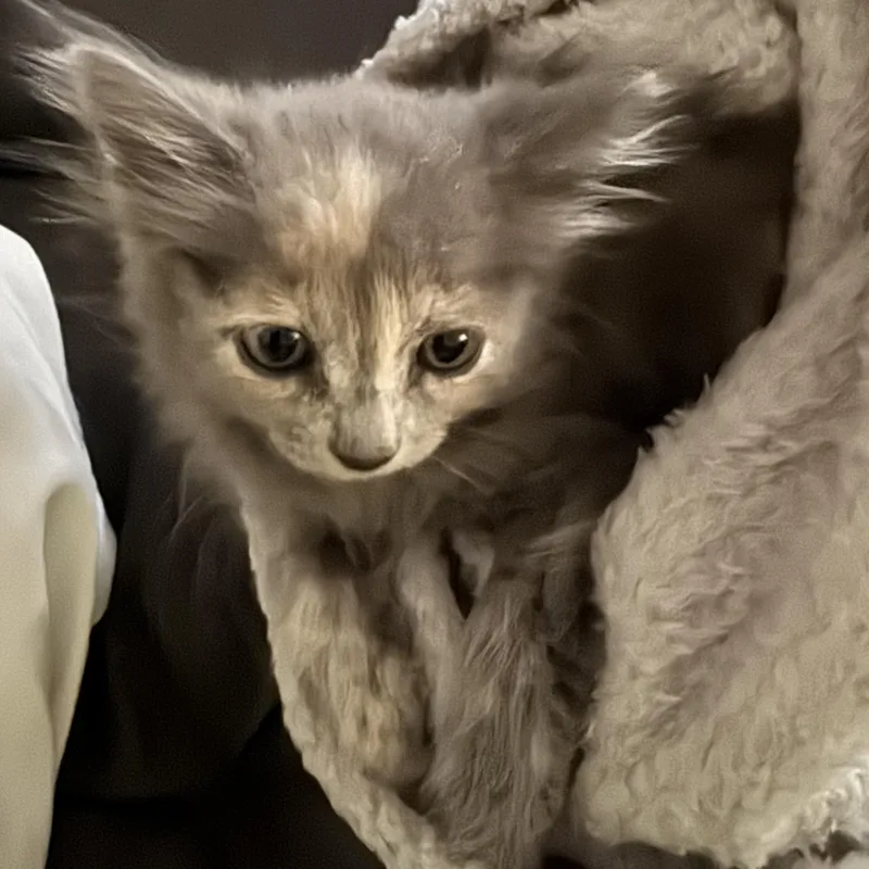 Furggy thumbnail 5