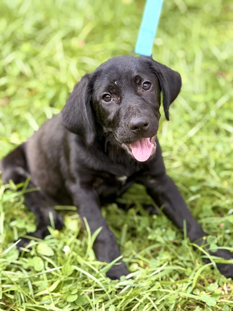 A baby medium-sized female Black Hound dog named Raven Transport for adoption in Gradyville, KY