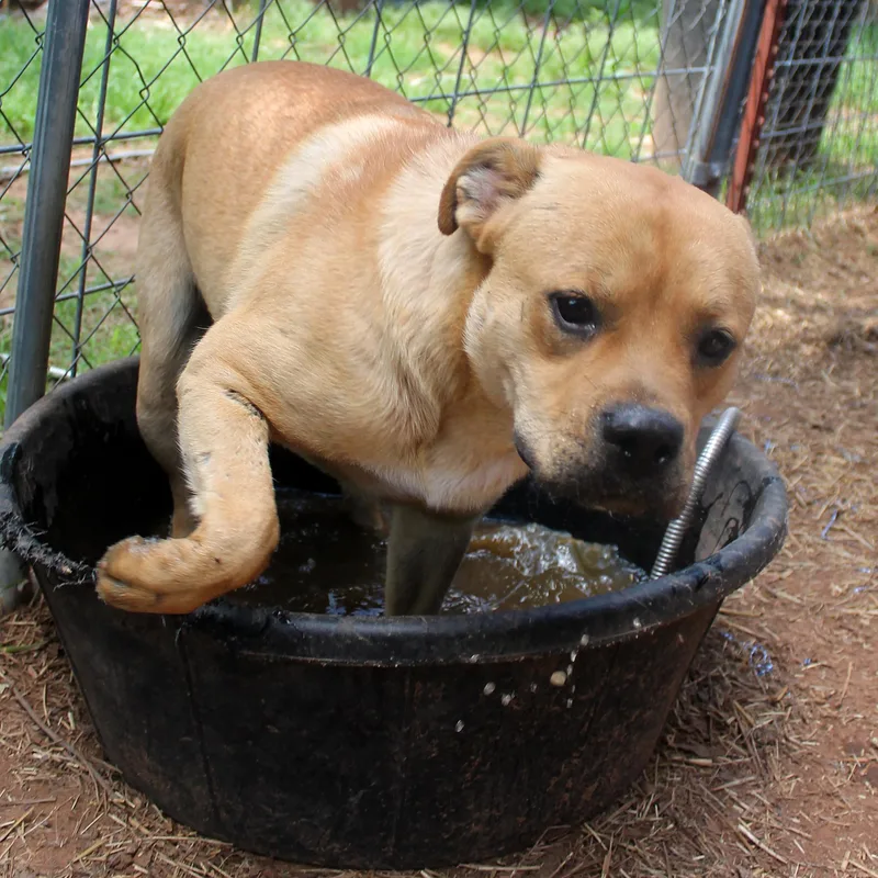 A young medium-sized male Apricot / Beige American Bully dog named Cooper for adoption