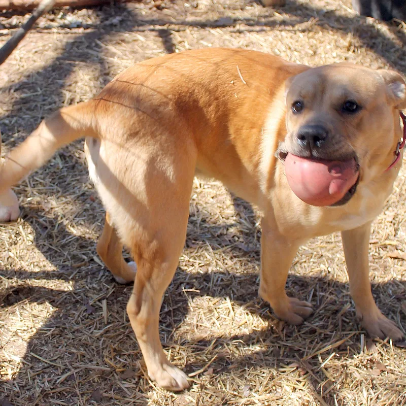 Cooper thumbnail 2
