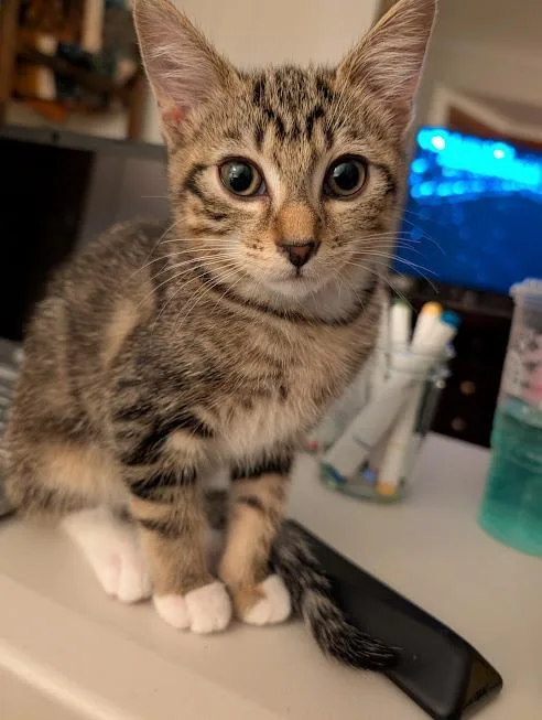 A baby small-sized female Domestic Short Hair cat named Fruity Pebbles for adoption in Saint Paul, MN