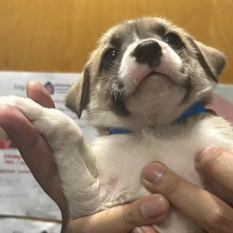 A baby small-sized male Yellow / Tan / Blond / Fawn Mixed Breed dog named Viktor for adoption in Chattanooga, TN