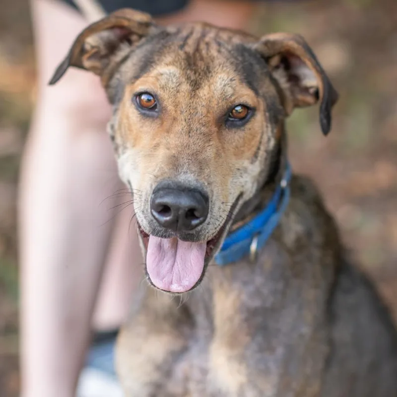An adult medium-sized female Plott Hound dog named Smarties for adoption in Bartlett, TN