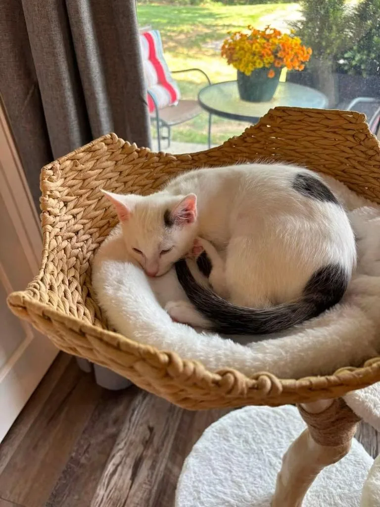 A baby small-sized male Domestic Short Hair cat named Domino bonded wDaisy Mae for adoption in Ballwin, MO