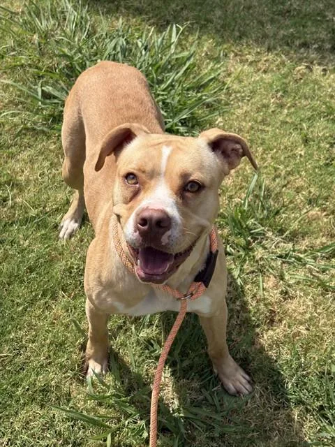 A young medium-sized female Pit Bull Terrier dog named Bunny for adoption in Forney, TX