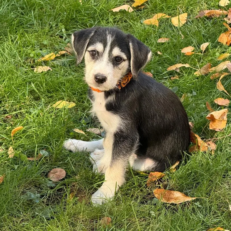 A baby medium-sized male Black Airedale Terrier dog named Keanu D for adoption in Minnetonka, MN