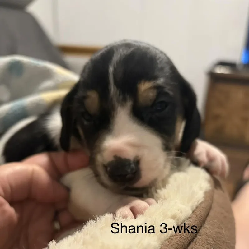 Shania thumbnail 2