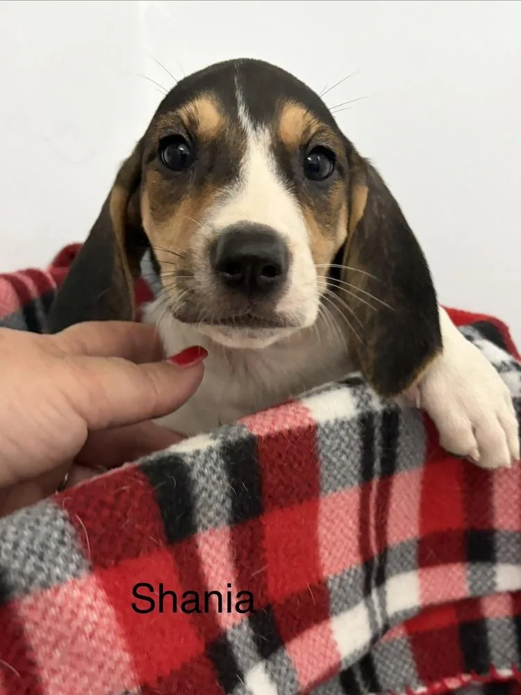Shania thumbnail 3