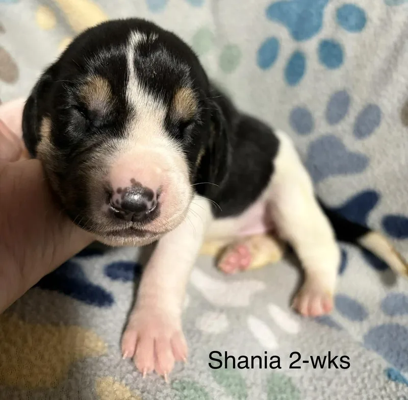 Shania thumbnail 6