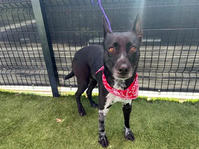 An adult medium-sized female Australian Cattle Dog / Blue Heeler dog named Mattie for adoption in Tustin, CA
