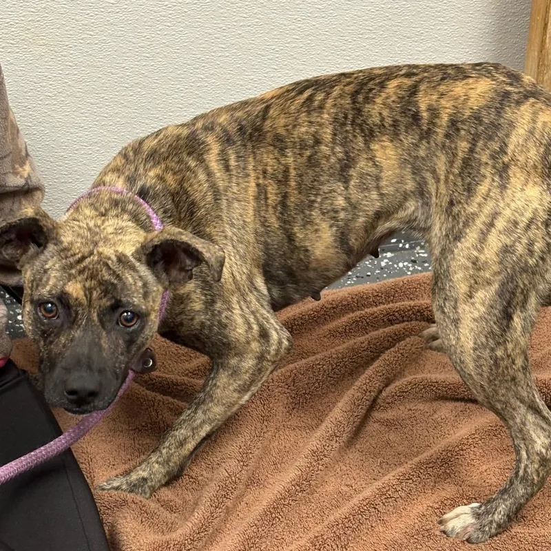 A young medium-sized female Yellow / Tan / Blond / Fawn Mixed Breed dog named Gypsy for adoption in Columbiana, AL